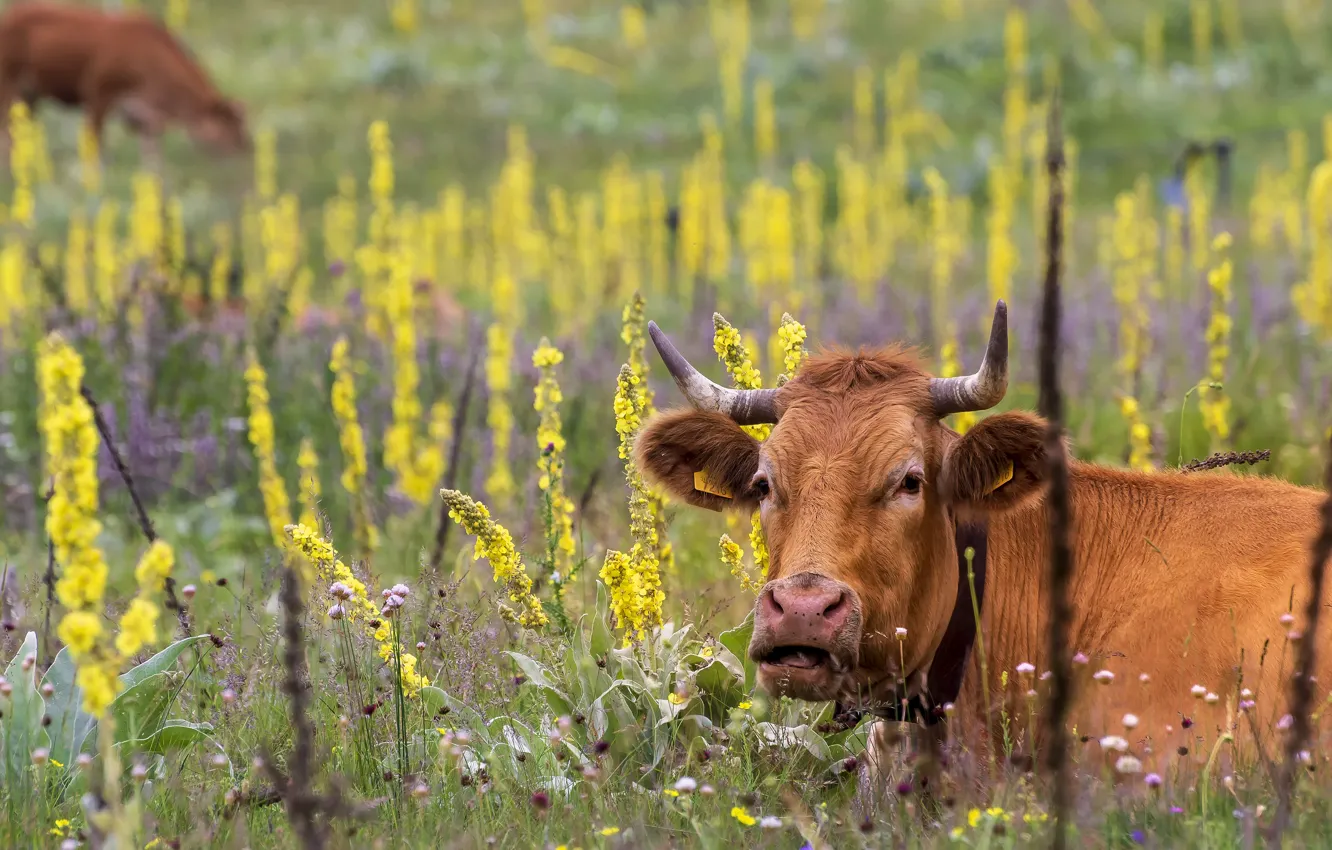 Фото обои поле, лето, трава, морда, цветы, корова, желтые, коровы