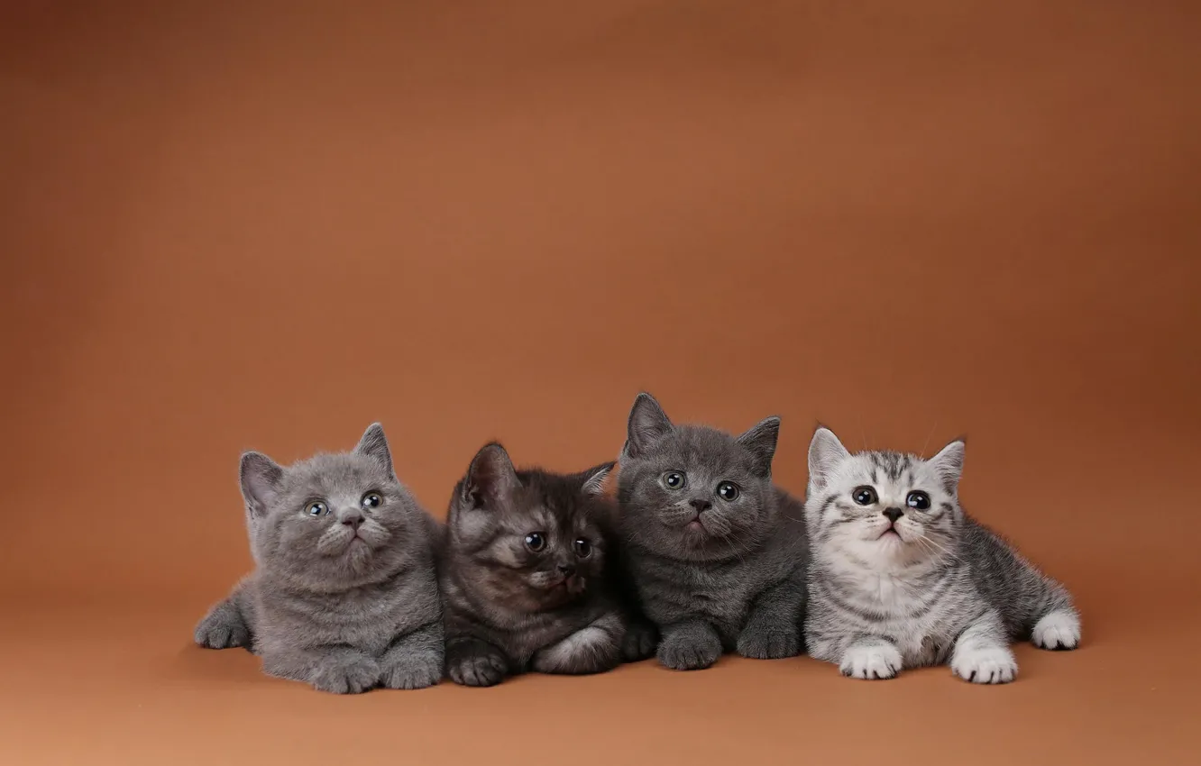 Фото обои кошки, котенок, котята, оранжевый фон, квартет, четыре, британские