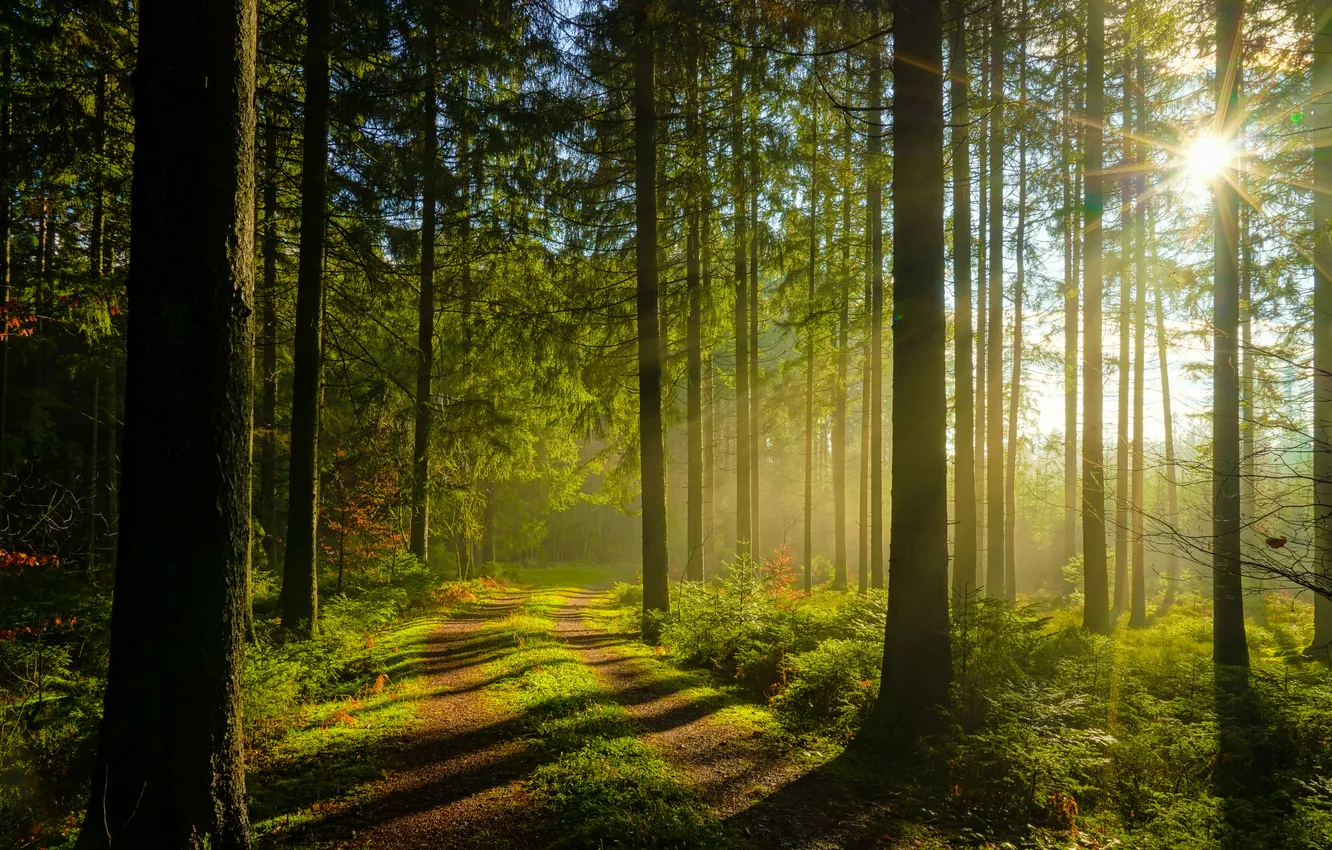 Фото обои зелень, лес, деревья