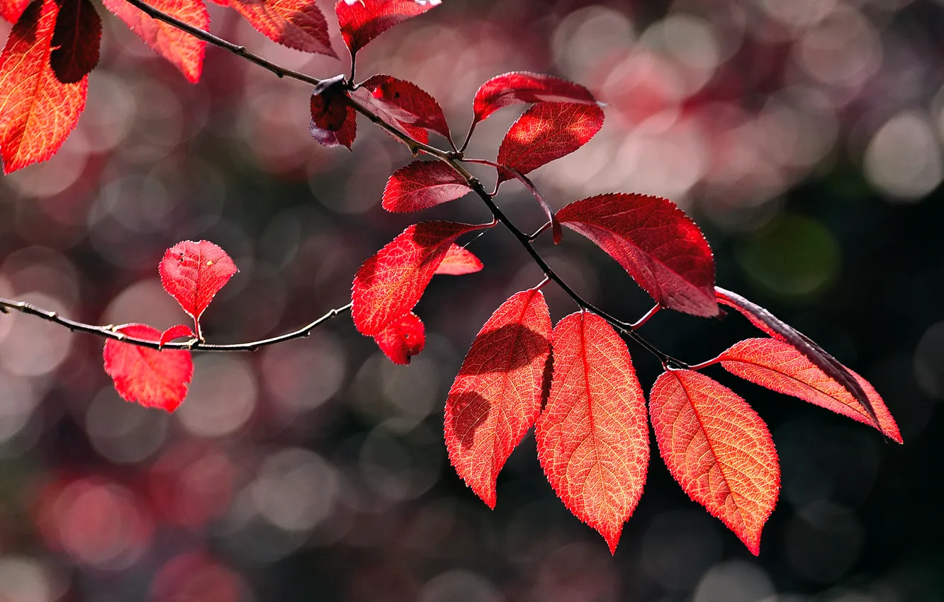 Фото обои осень, макро, блики, листва, ветка, красная