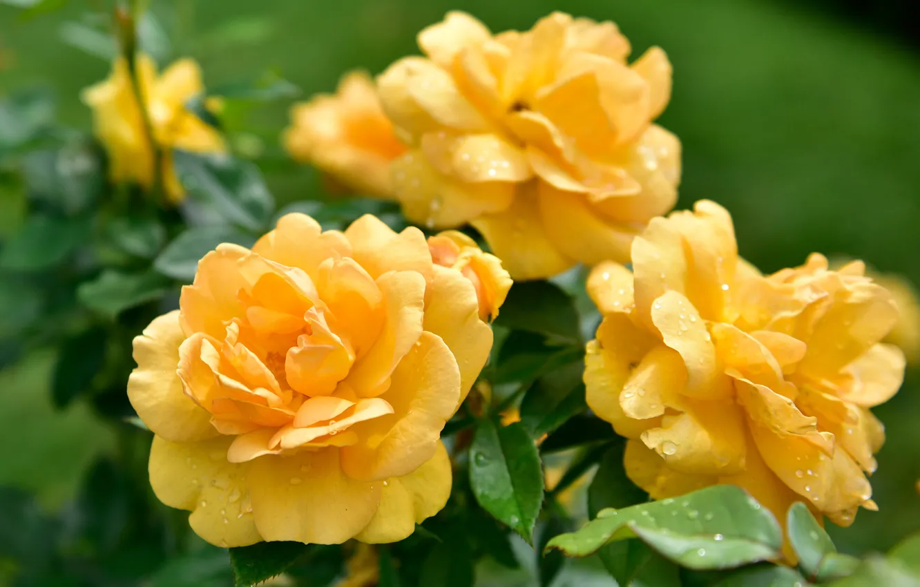 Фото обои цветы, фон, розы, желтые, сад, бутоны
