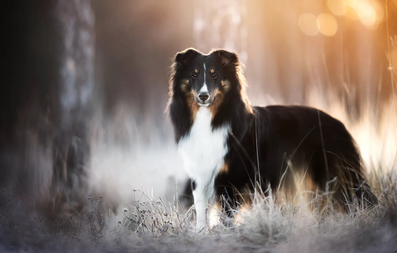 Фото обои взгляд, собака, боке, Шелти, Шетландская овчарка