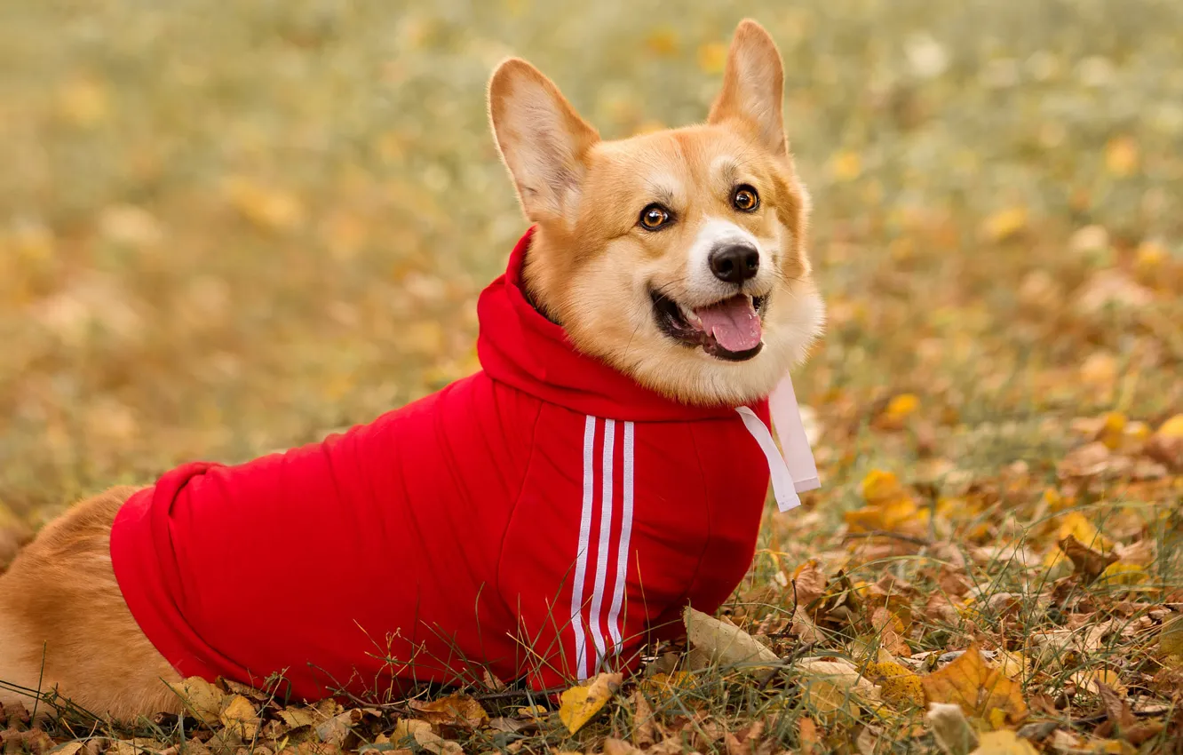 Фото обои осень, язык, взгляд, листья, полоски, листва, собака, капюшон