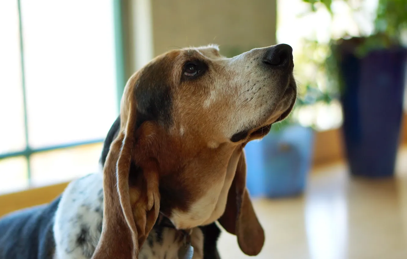 Фото обои взгляд, друг, собака, Basset Hound