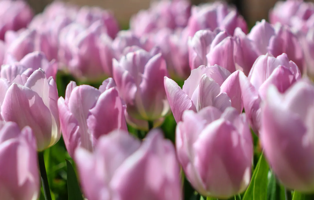 Фото обои цветы, крупный план, поляна, весна, тюльпаны, розовые, бутоны, много