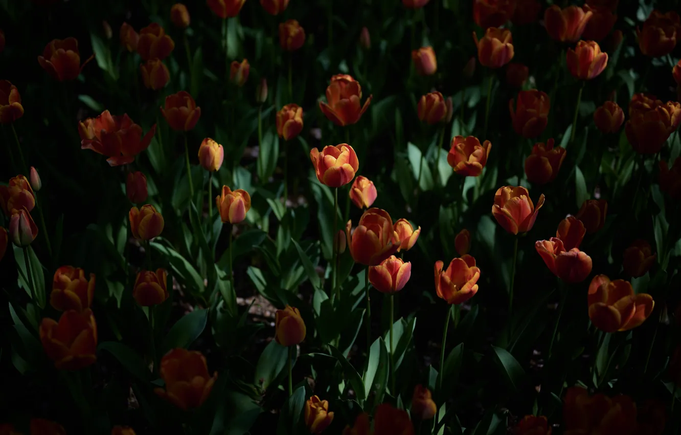 Фото обои цветы, темный фон, поляна, весна, сад, тюльпаны, красные, оранжевые