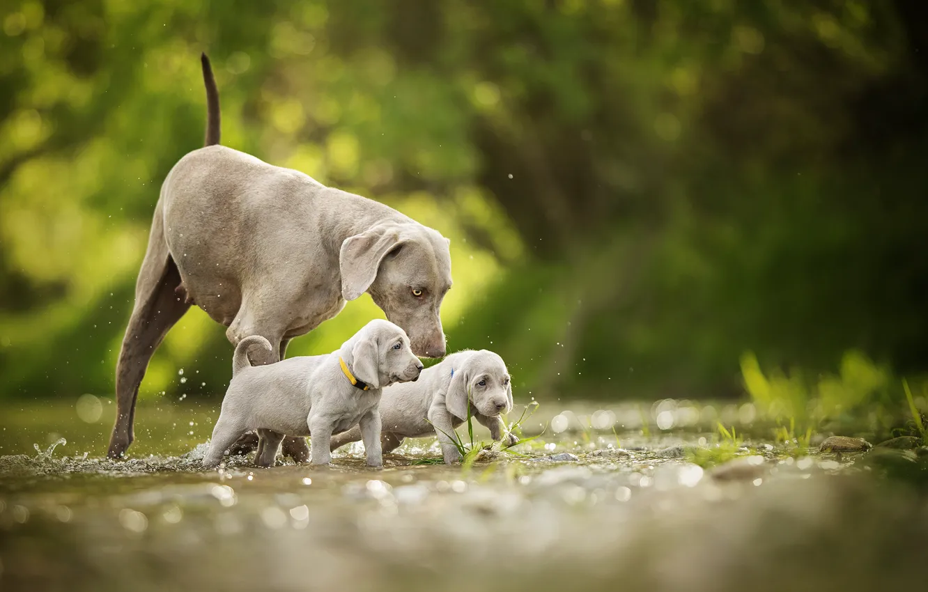 Фото обои собаки, щенки, прогулка, малыши, боке, двойняшки, Веймаранер, Веймарская легавая