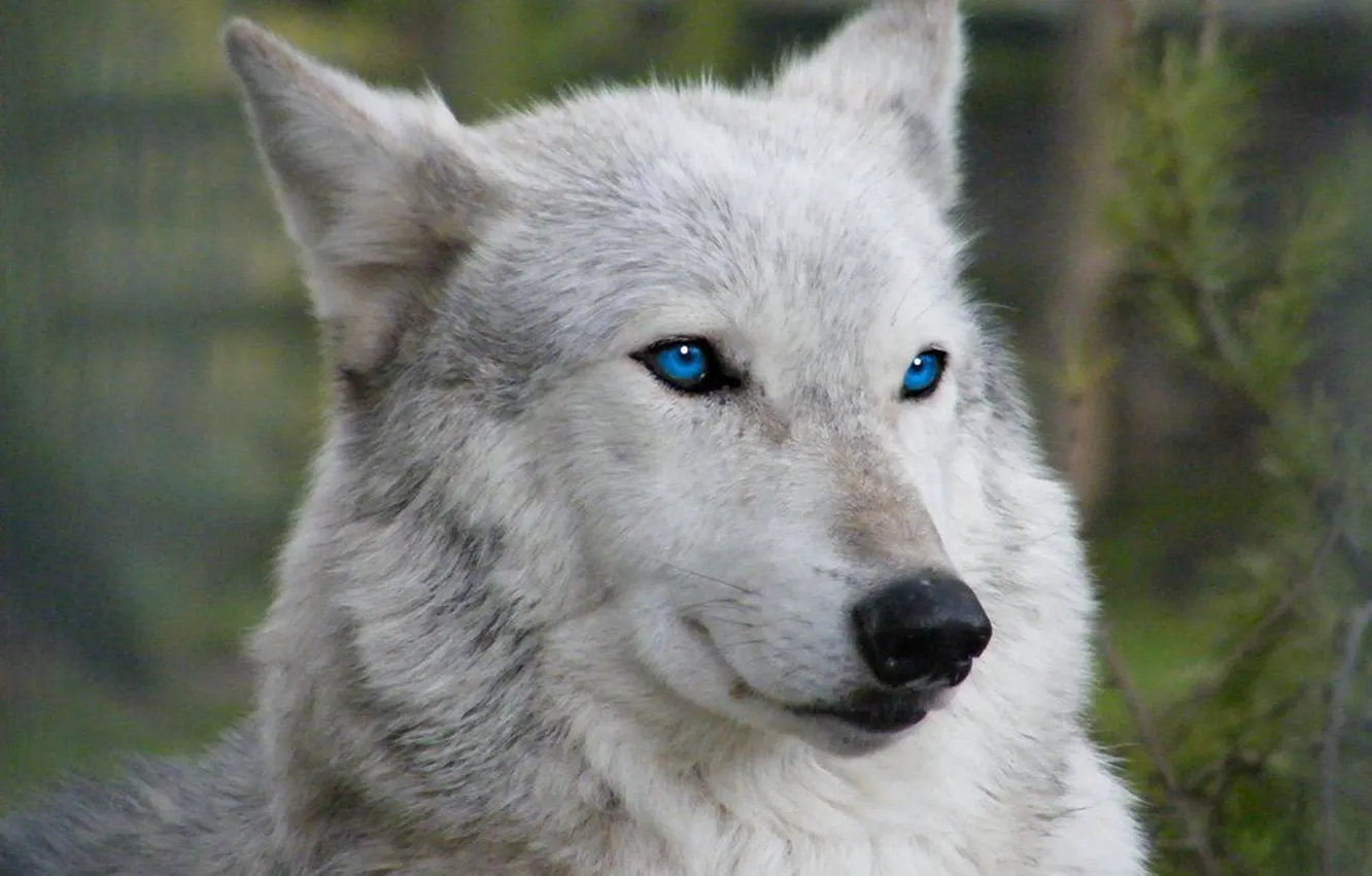 Фото обои blue eyes, face, wolf, wildlife, head, fur, mammal, whiskers