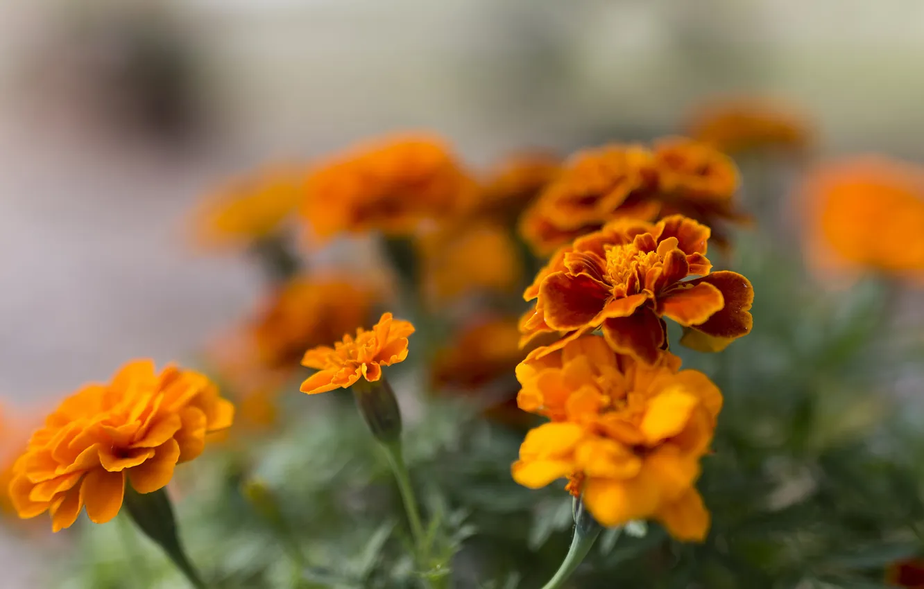 Фото обои цветы, оранжевые, цветение, Бархатцы