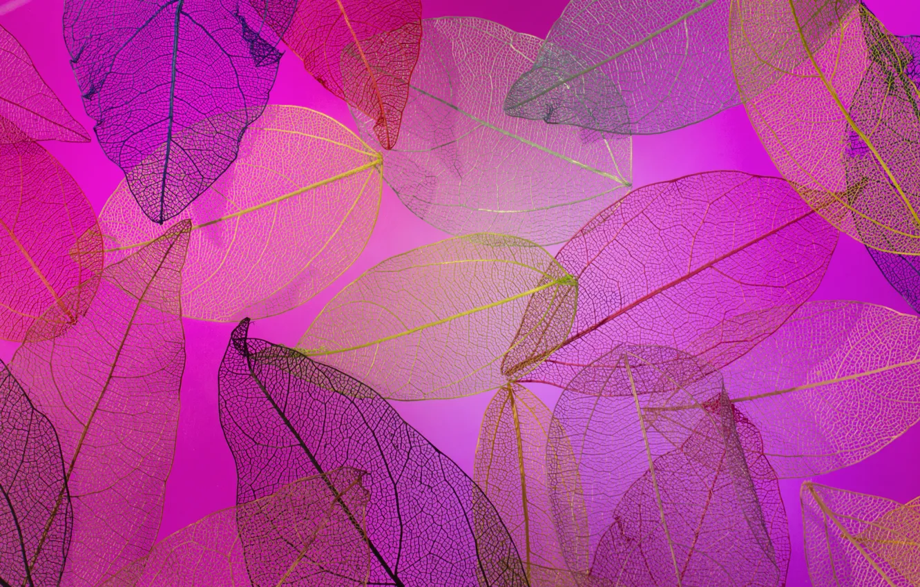Фото обои листья, фон, colorful, abstract, texture, background, autumn, leaves