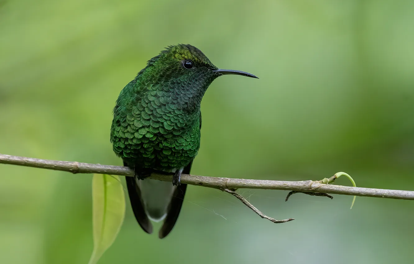 Фото обои Fernando Burgalin Sequeira, Медноголовая эльвира, Coppery-headed Emerald, Elvira cupreiceps