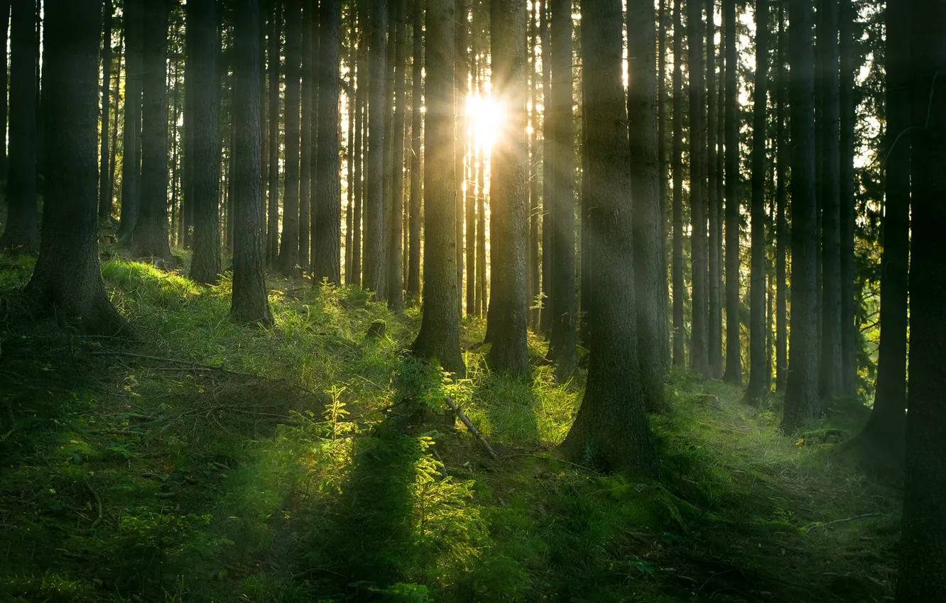 Фото обои лес, солнце, лучи, деревья