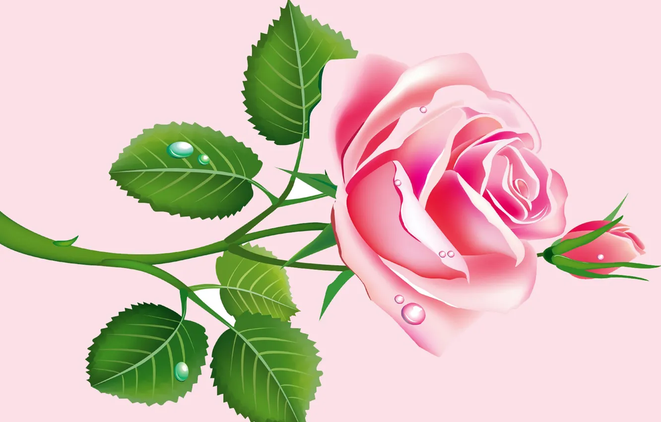 Фото обои листья, капли, роза, вектор, лепестки, бутон, открытка