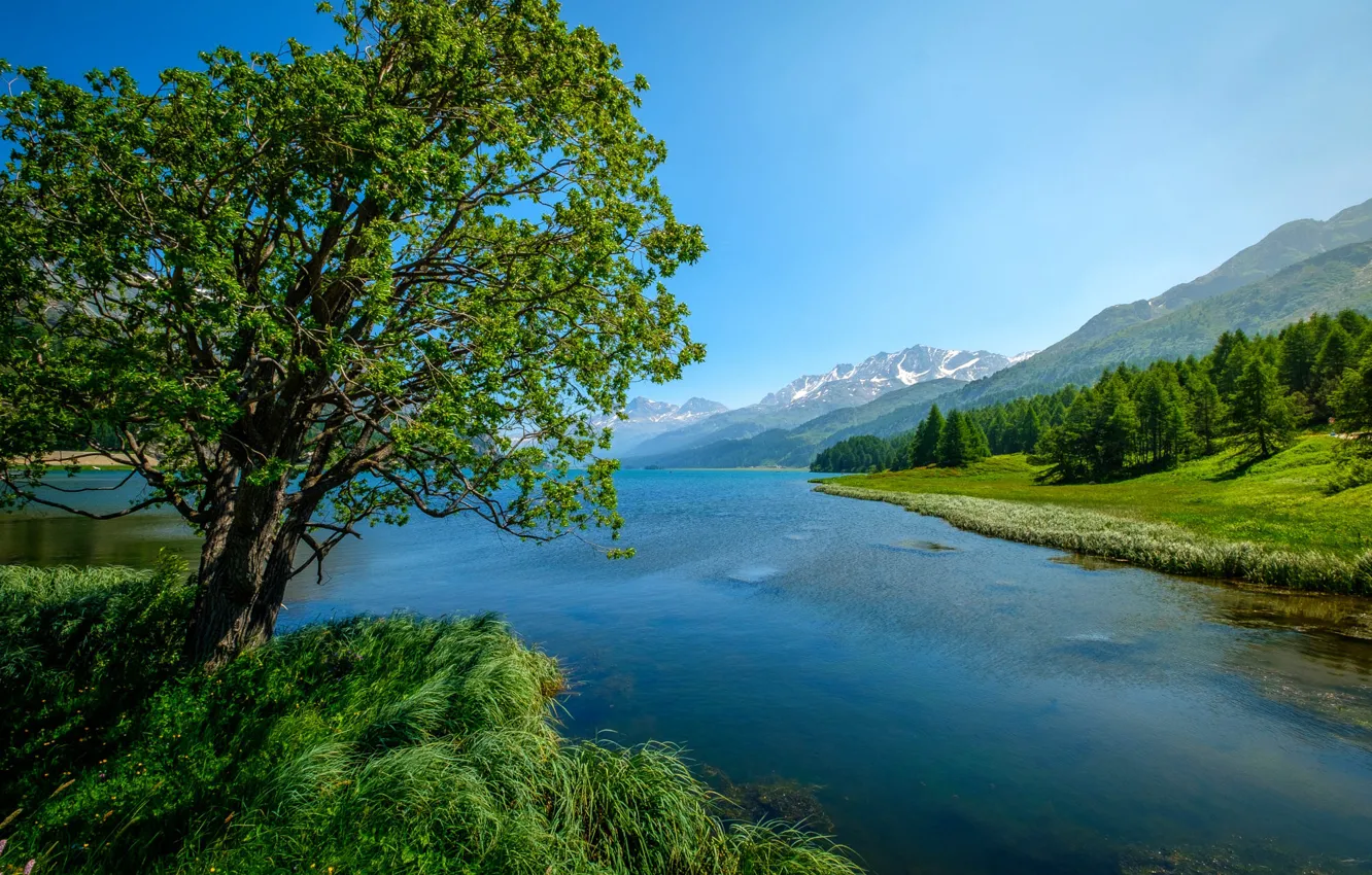 Фото обои трава, пейзаж, горы, природа, озеро, дерево, Швейцария, леса