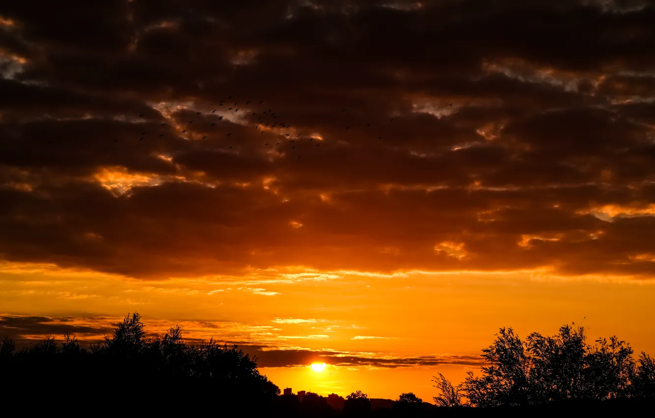 Фото обои City, Nature, Clouds, Sky, Birds, Sun, Sunset, Autumn