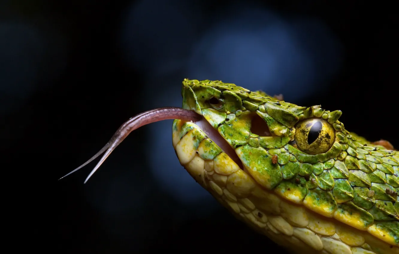 Фото обои природа, фон, Bothriechis schlegelii, Eyelash viper