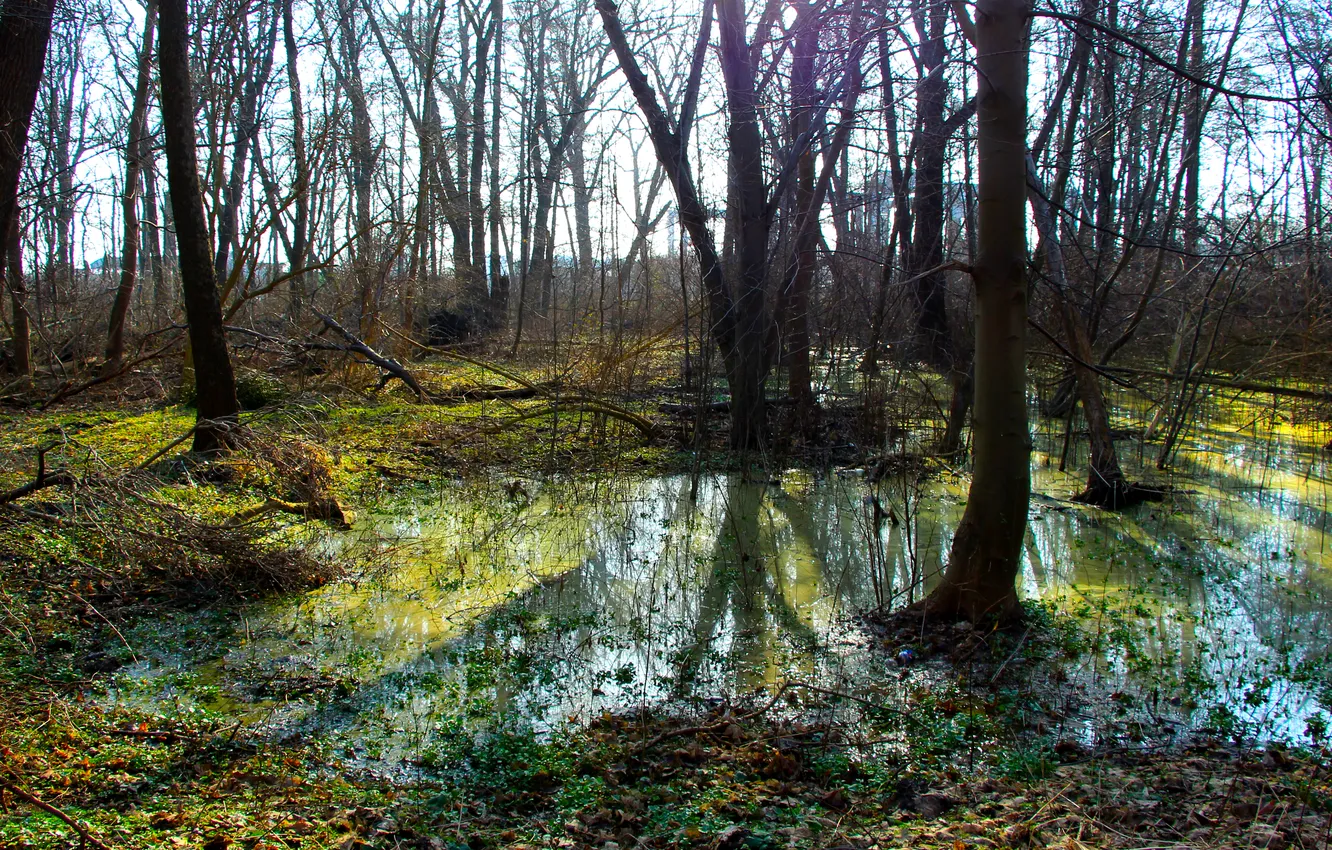 Фото обои forest, trees, water, park