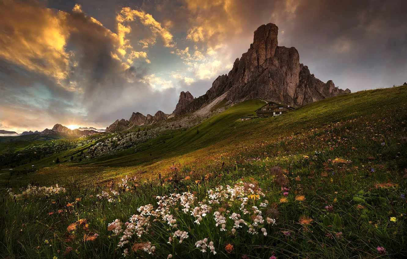 Фото обои цветы, горы, склон