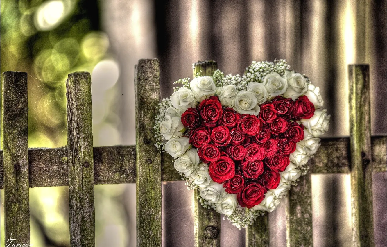 Фото обои red, love, rose, flower, nature, heart, pink, flowers