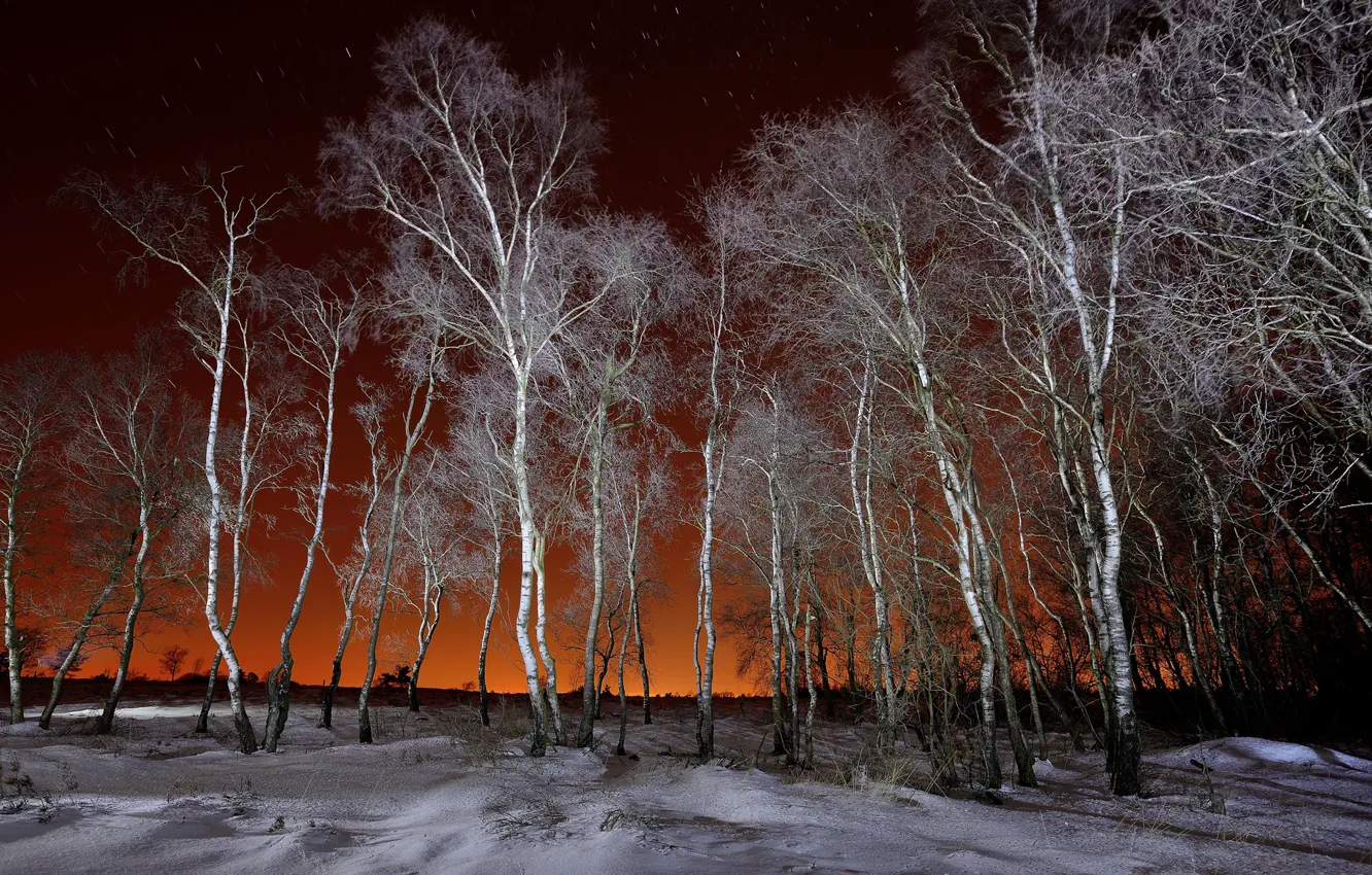Фото обои зима, ночь, берёзы