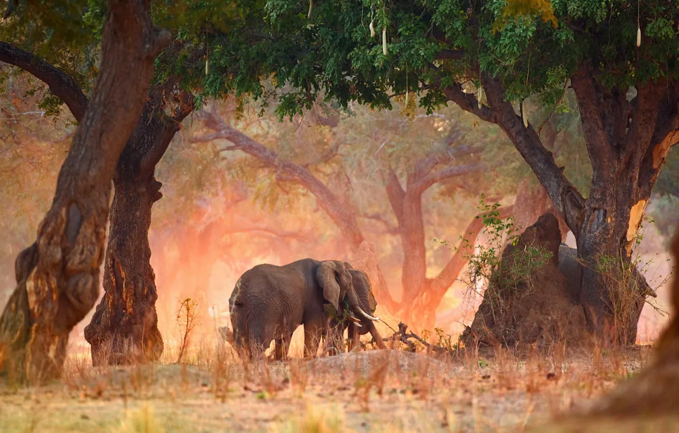 Фото обои деревья, природа, Африка, Зимбабве, Мана-Пулс, саванный слон