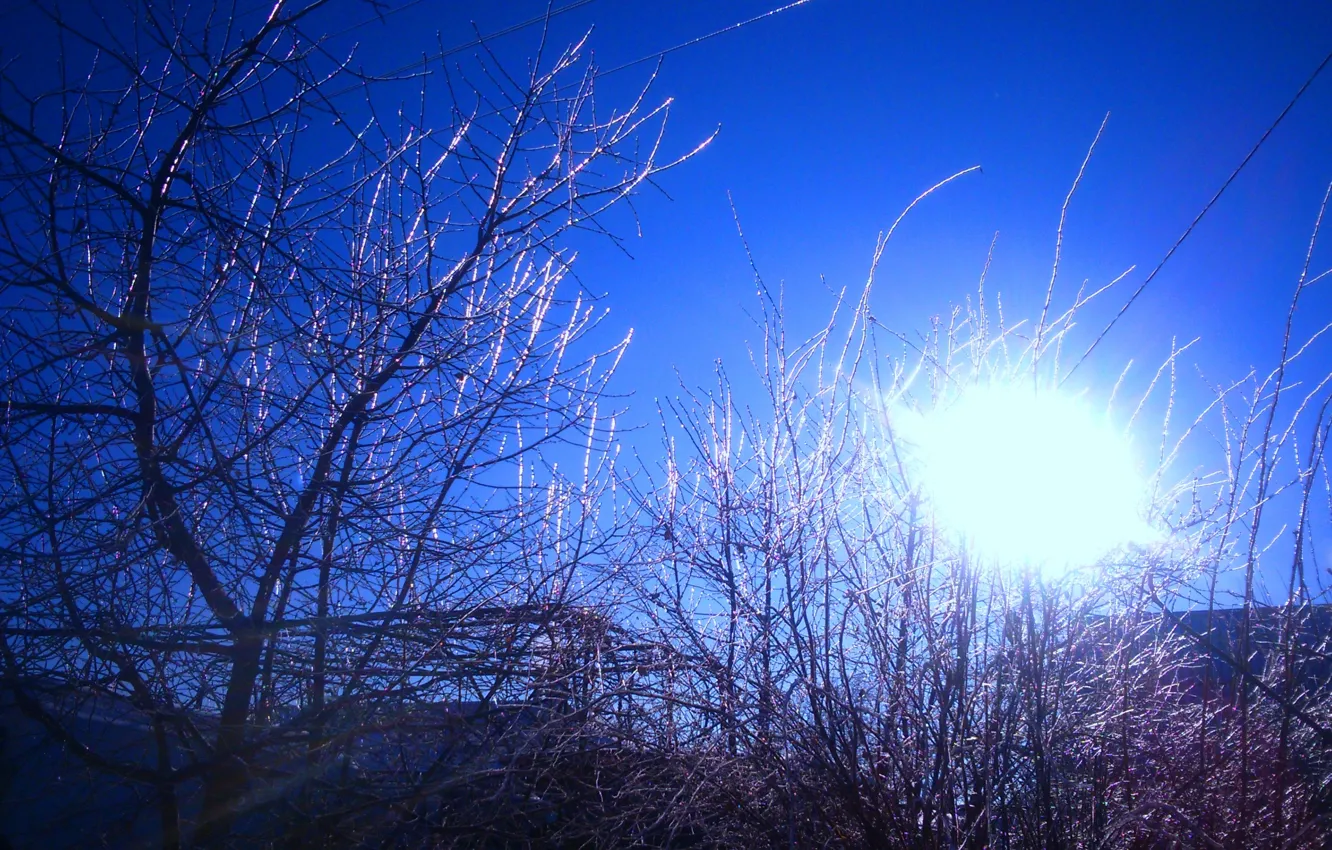 Фото обои небо, солнце, дерево, sky, tree, frozen