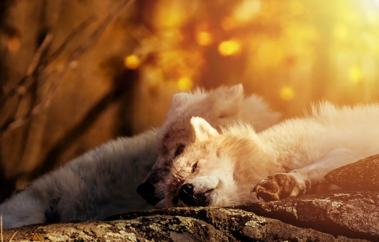 Фото обои отдых, волки, белые