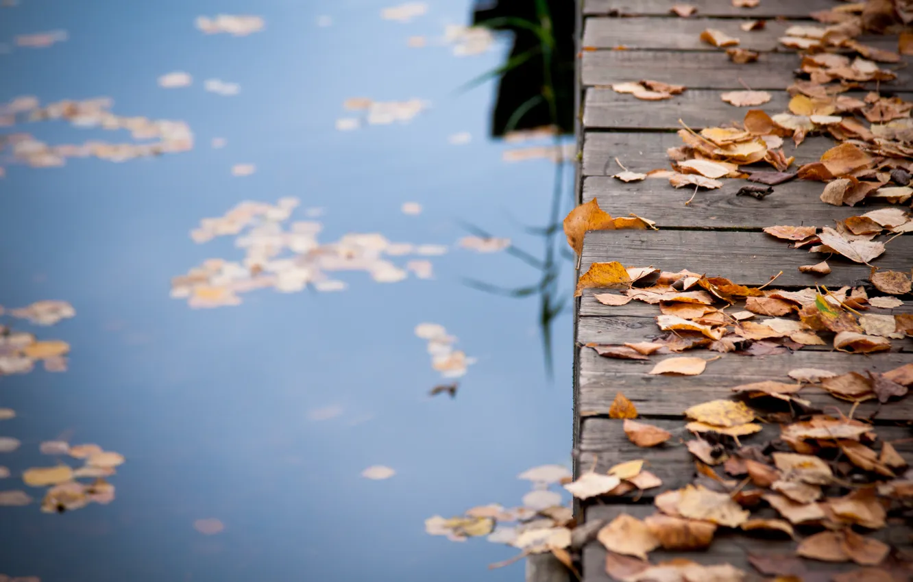 Фото обои осень, листья, вода, мост