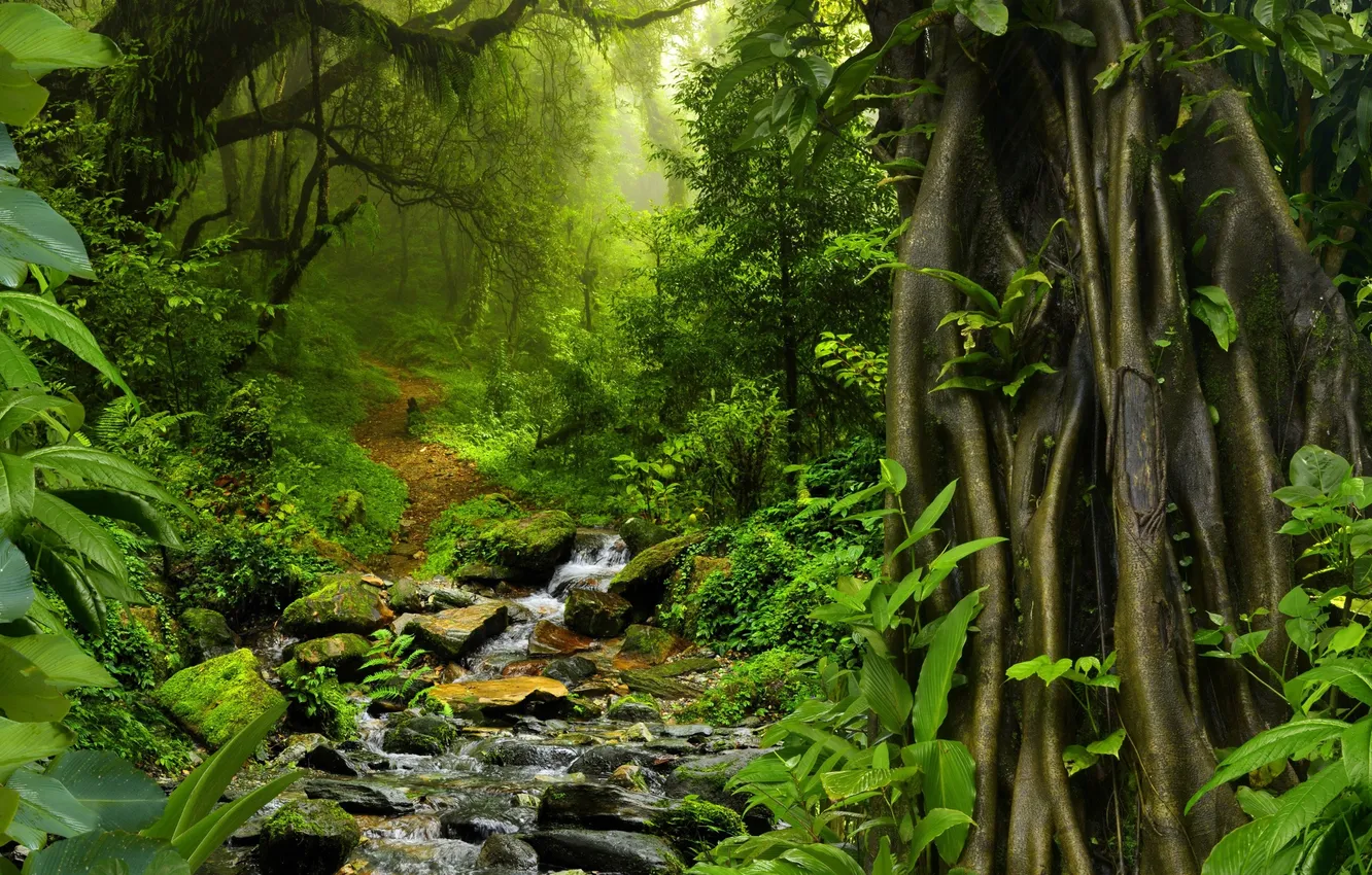Фото обои деревья, природа, камни, пальмы, тропа, растения, джунгли, trees