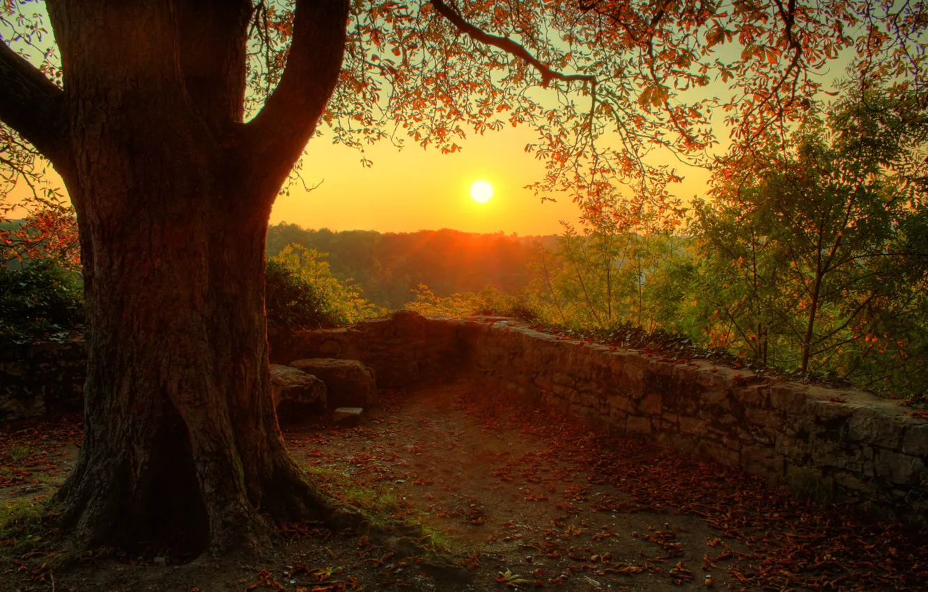Фото обои солнце, природа, дерево, настроение