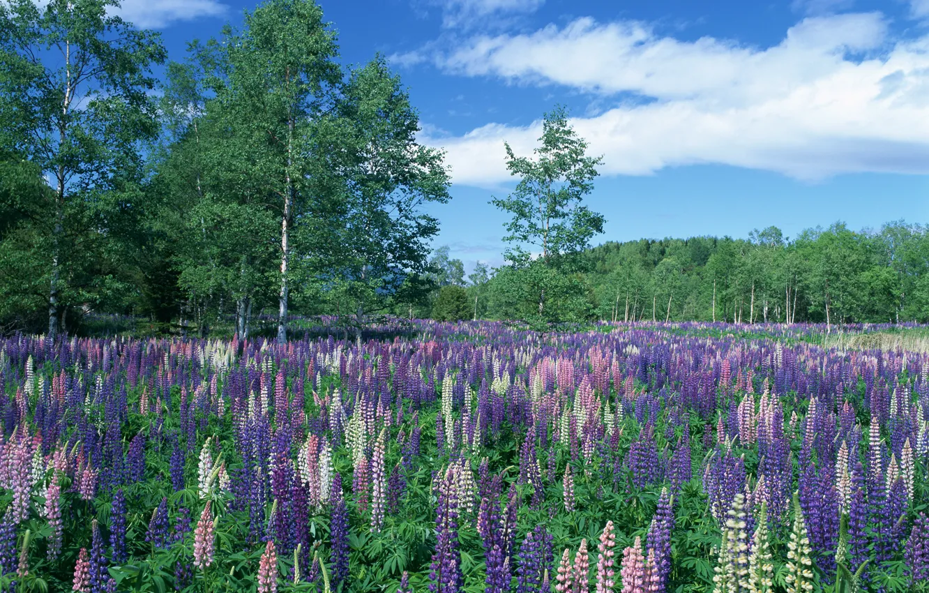 Фото обои небо, облака, деревья, цветы