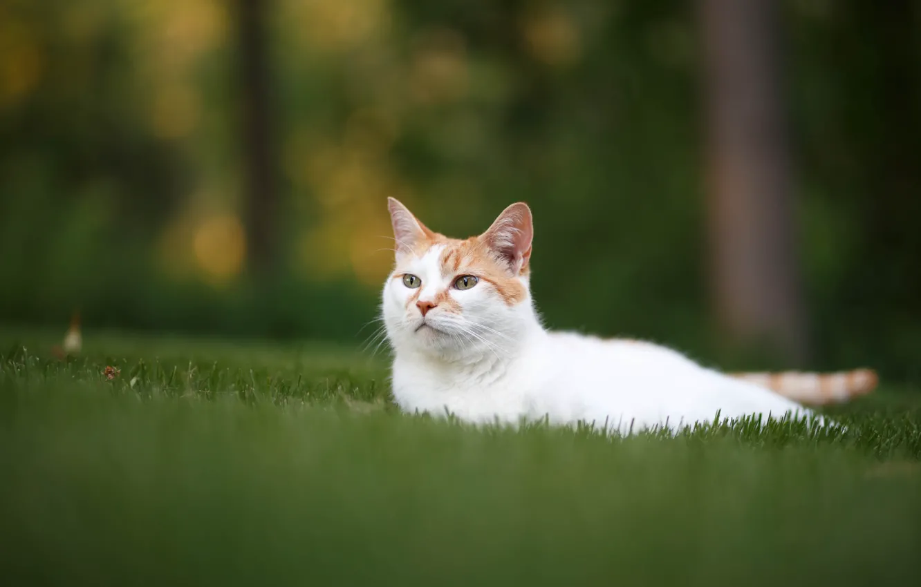 Фото обои кошка, трава, отдых, мордочка, лужайка, котейка