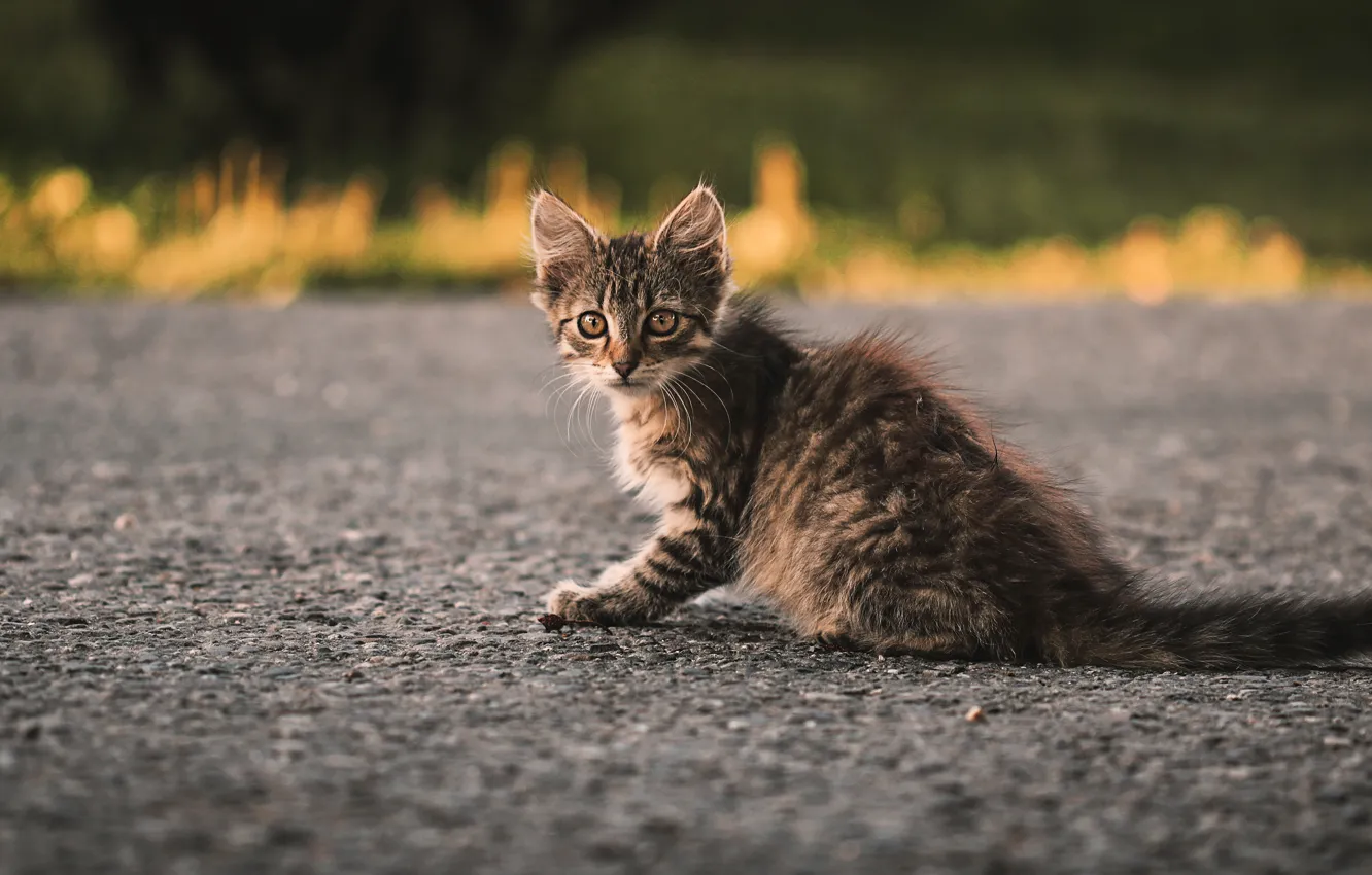 Фото обои дорога, кошка, взгляд, асфальт, котенок, серый, фон, малыш