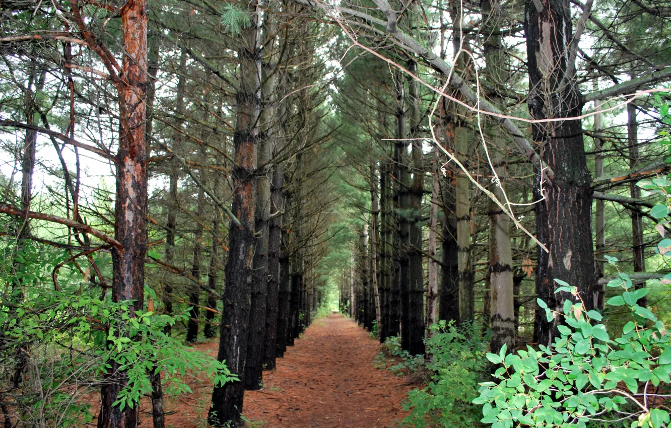 Фото обои тропа, Лес, сосны, forest, ряды, path, pines