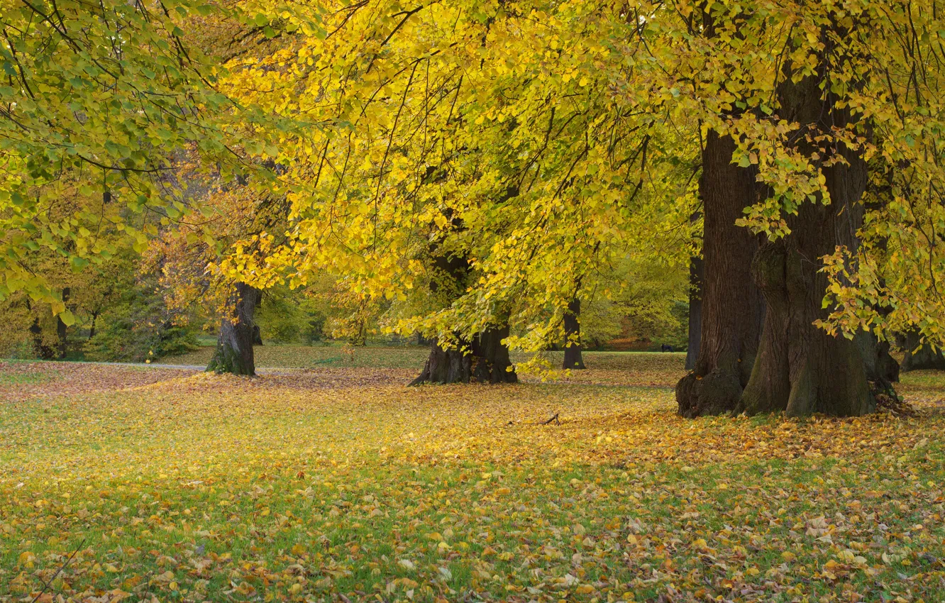 Фото обои осень, лес, трава, листья, деревья, парк