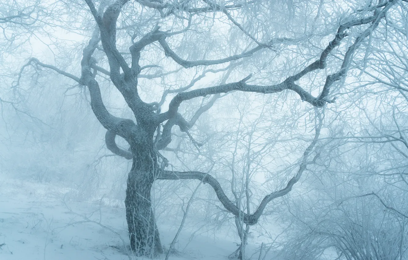Фото обои winter, snow, tree, cold