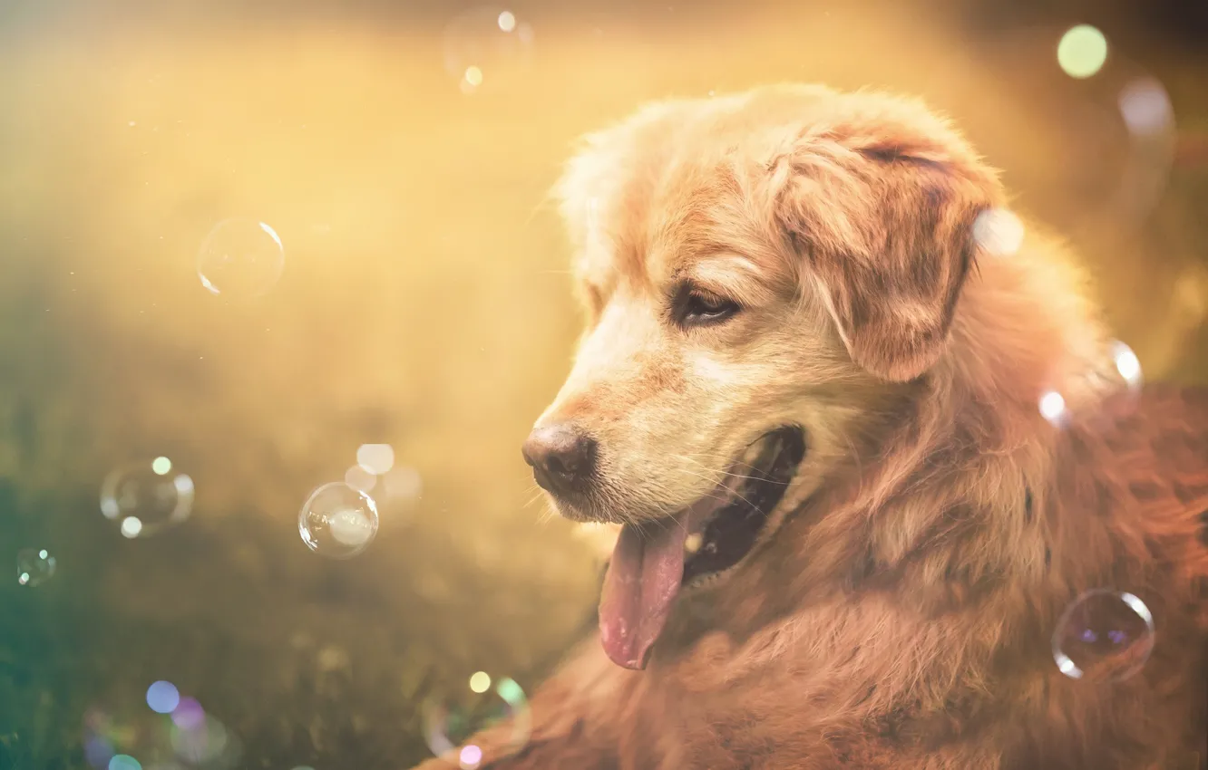 Фото обои язык, морда, настроение, собака, мыльные пузыри, пёс, боке