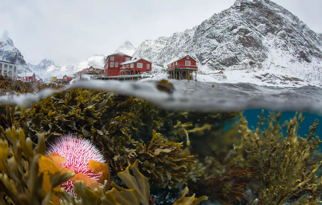 Фото обои зима, снег, водоросли, горы, жизнь, Норвегия, под водой, поселок