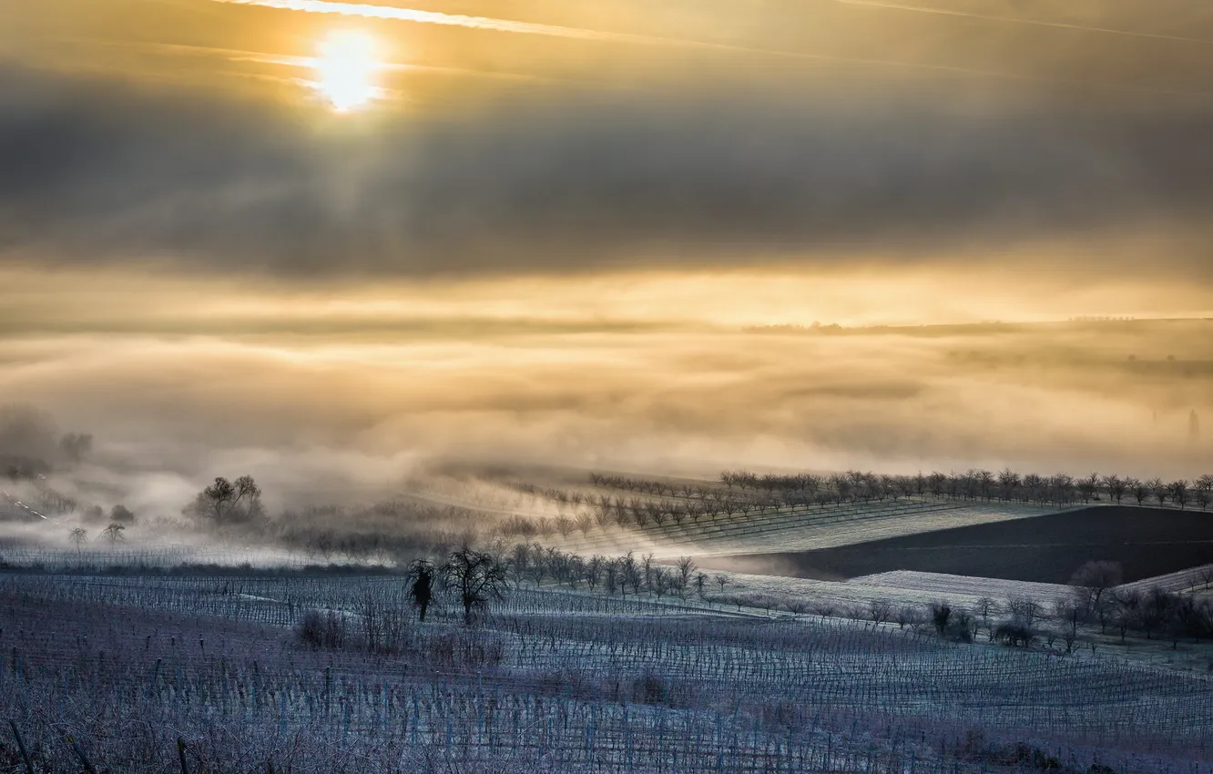 Фото обои France, brouillard, brume, Région Alsace, Alsace, lever de soleil