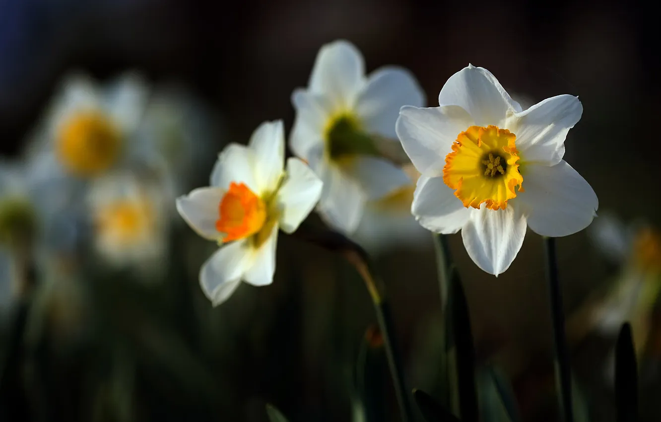 Фото обои макро, цветы, весна, белые, нарциссы
