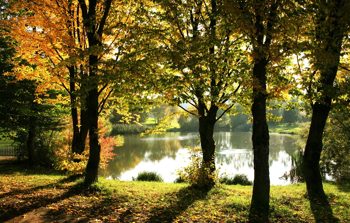 Фото обои осень, деревья, пруд, Свет, тени, солнечный, сквозь листву