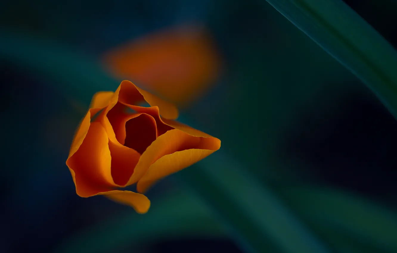 Фото обои цветок, макро, оранжевый, лепестки, эшштольция калифорнийская