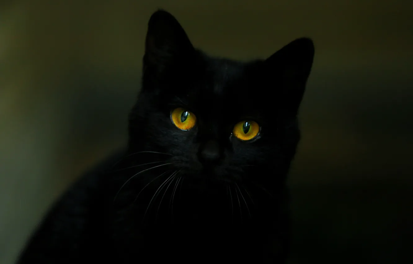 Фото обои Черный, Взгляд, Кошка, Кот, Глаза, Уши