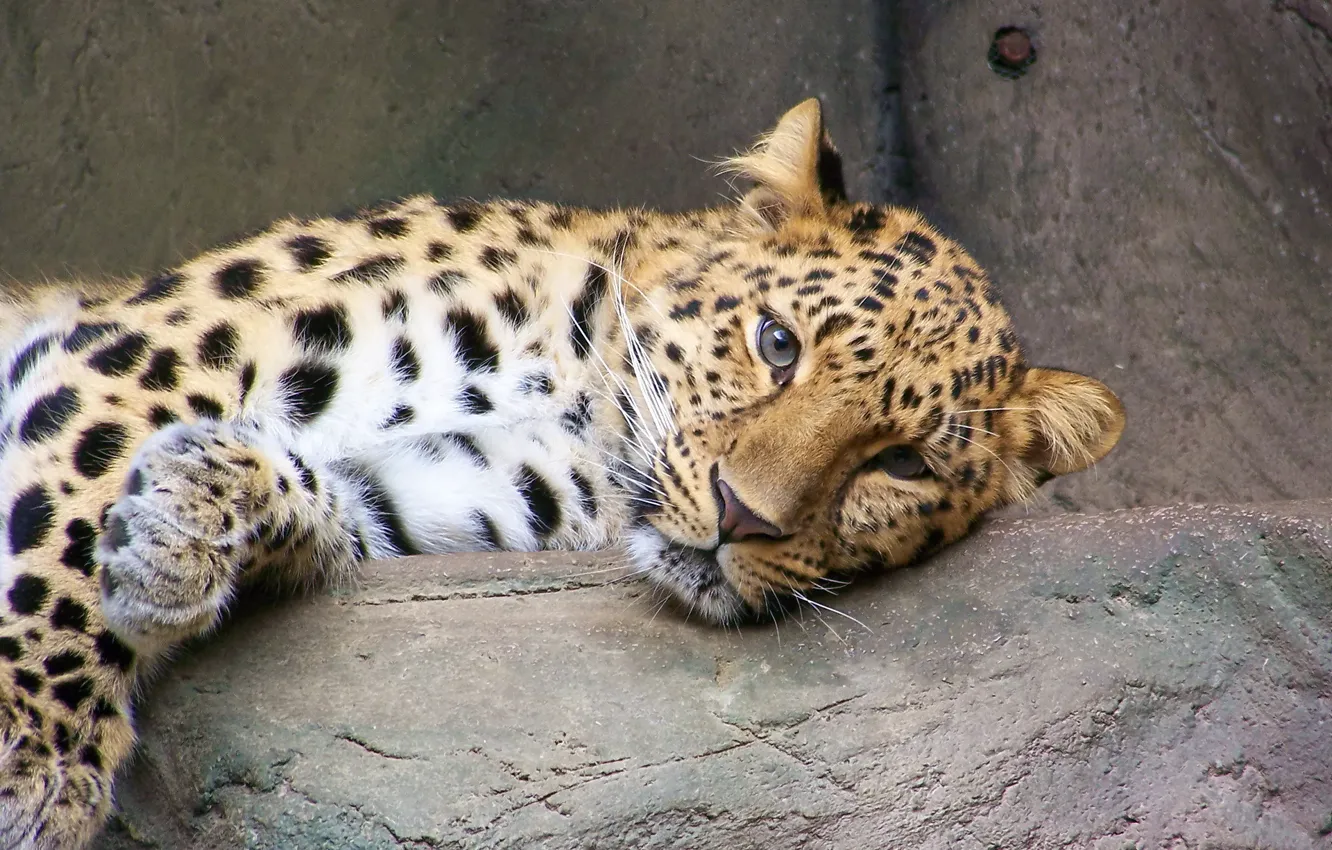 Фото обои взгляд, отдых, леопард, дальневосточный, пятнистая кошка