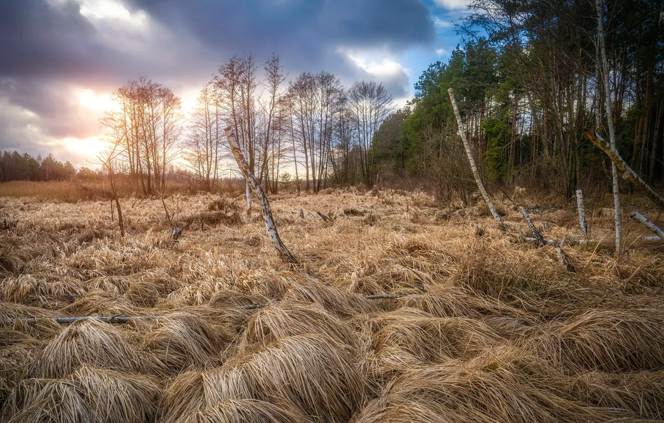 Фото обои поле, лес, природа