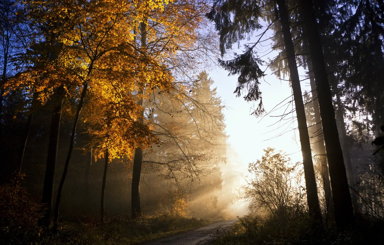 Фото обои осень, листья, свет, природа, дерево