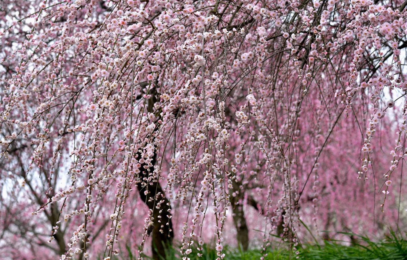 Фото обои природа, дерево, красота, весна, сакура, цветение