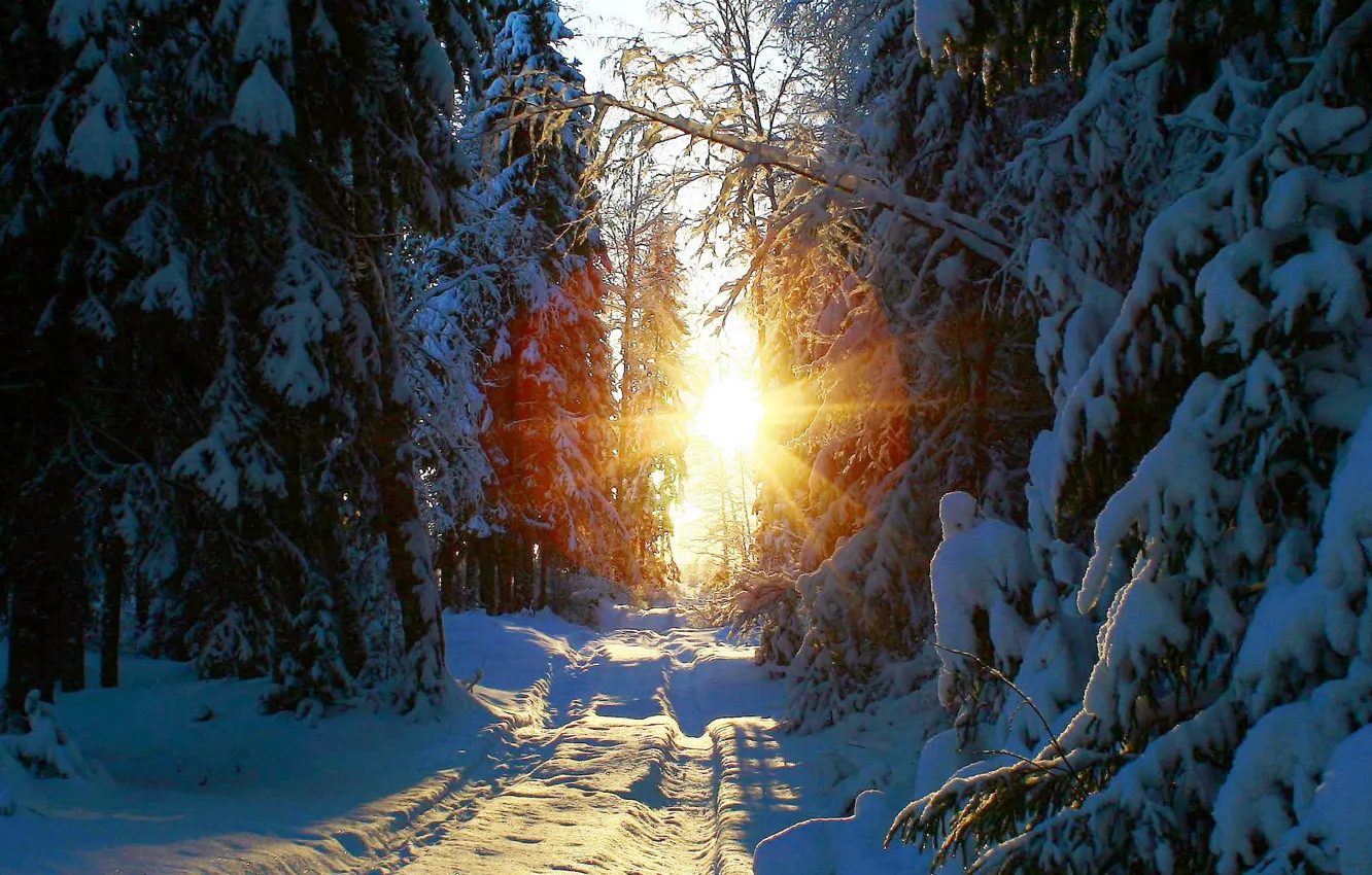 Фото обои зима, лес, солнце, снег, природа