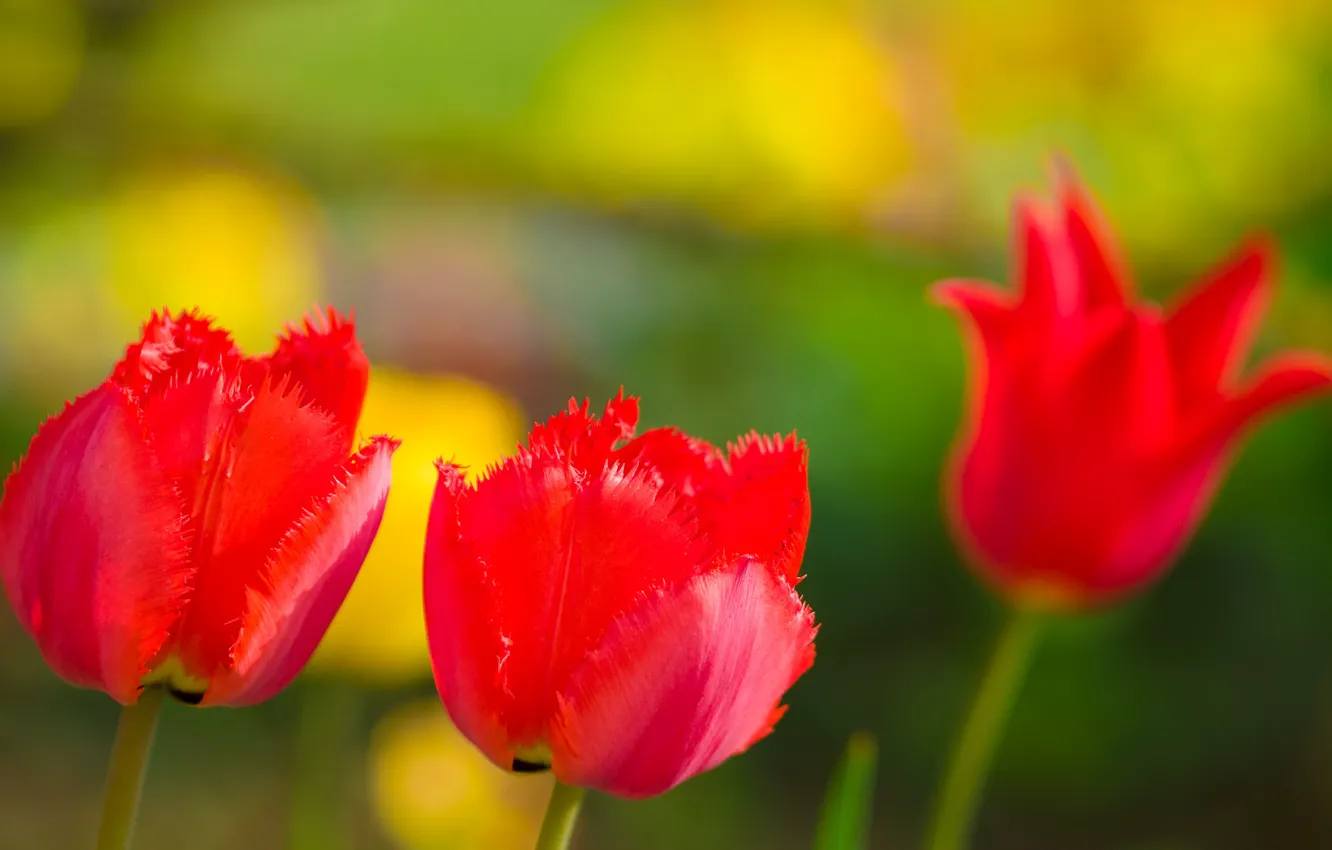 Фото обои природа, тюльпан, весна, лепестки, сад, луг