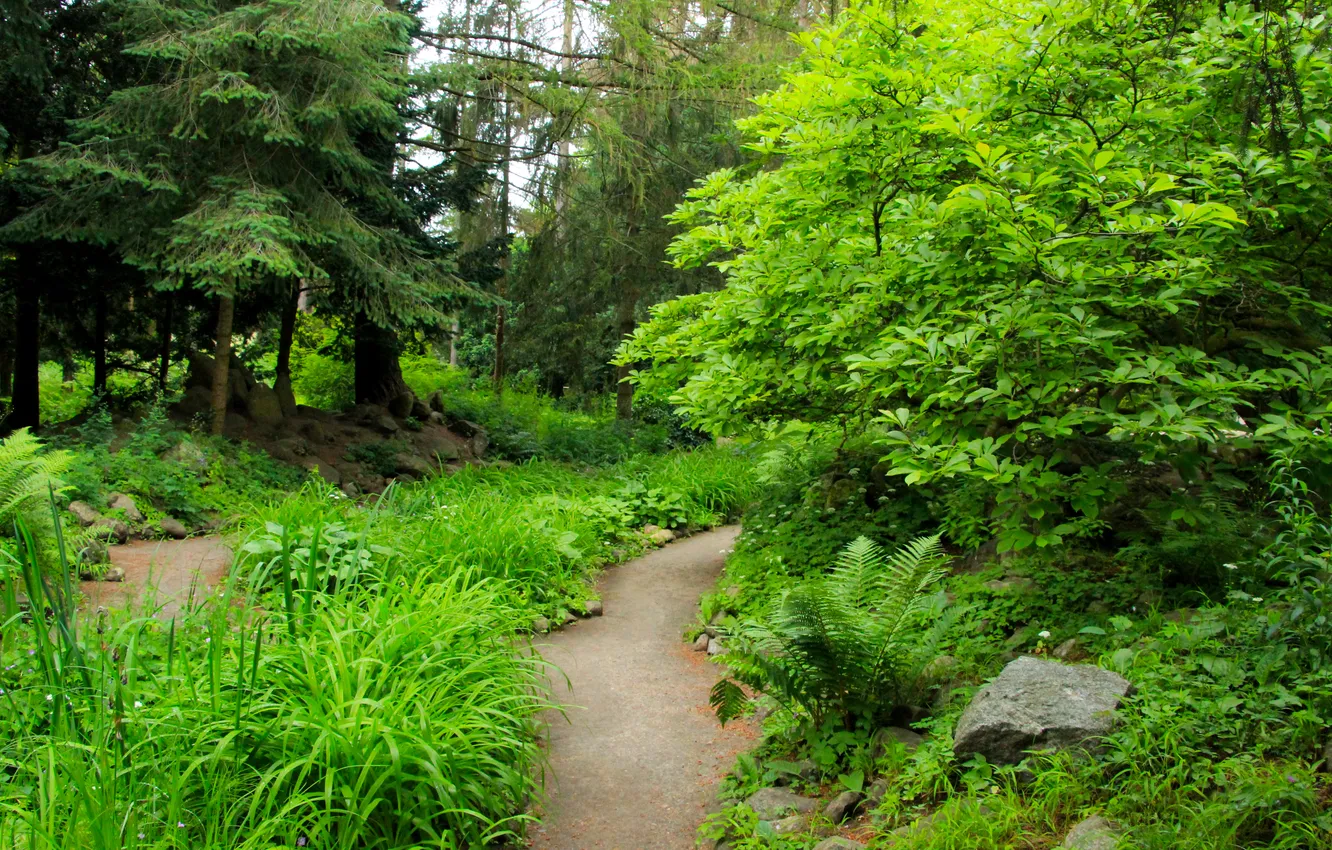 Фото обои trees, park, alley